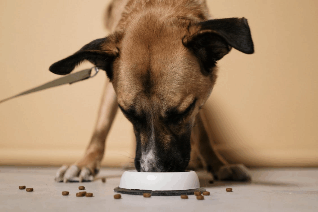 Dog eating from bowl at home as owner looks for ways to save money on pet food and supplies.