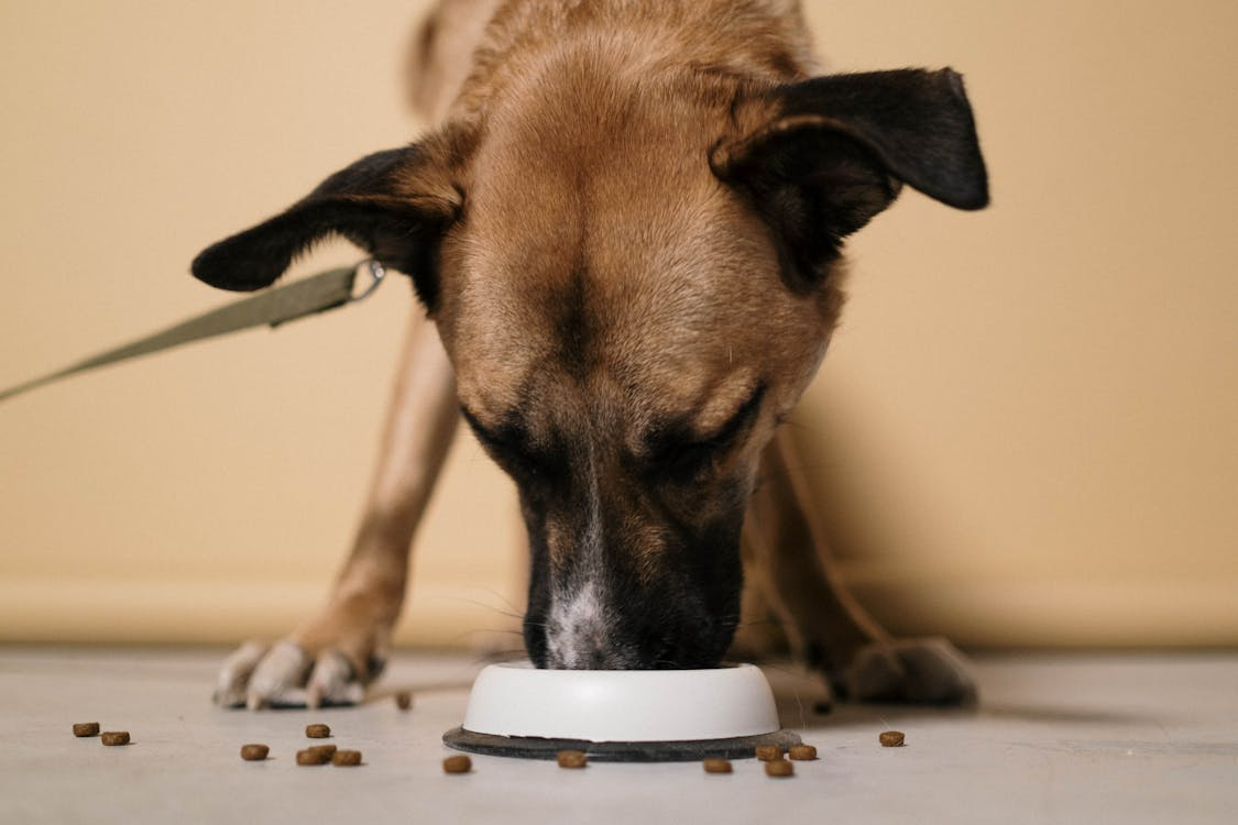 Dog eating from bowl at home as owner looks for ways to save money on pet food and supplies.